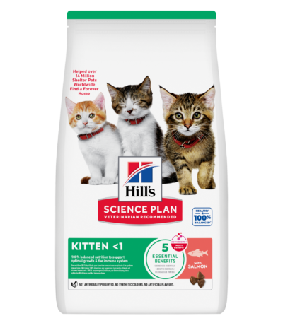 hills chaton au saumon