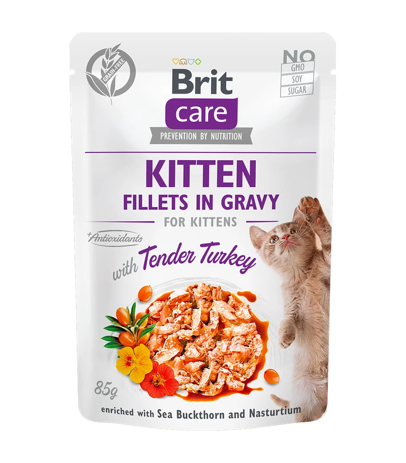 kitten turkey v2